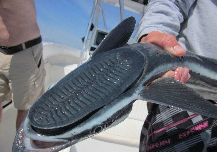 有没有认识的给看看，这到底是个什么东西？脑袋像被鞋底踩了一样！

大千世界无奇不