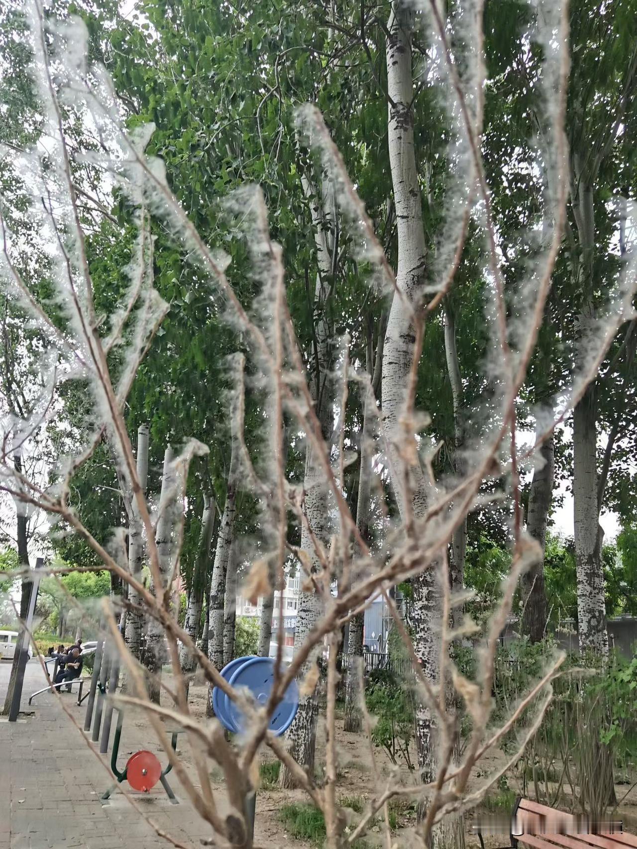 对付杨花柳絮的新招数[赞]