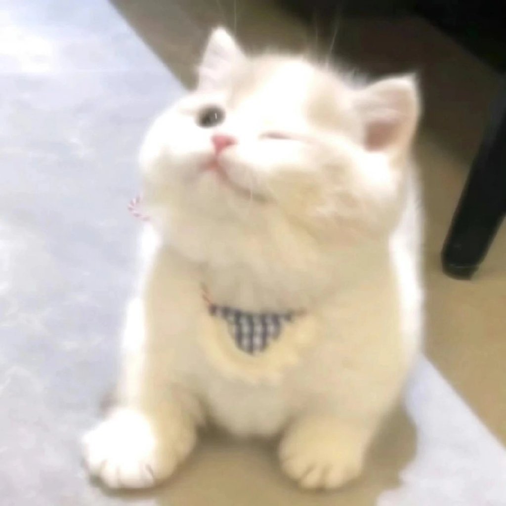 WeChat可爱猫猫头像#夏日次元盛典##热游一夏挑战##超级红人节# ​​​