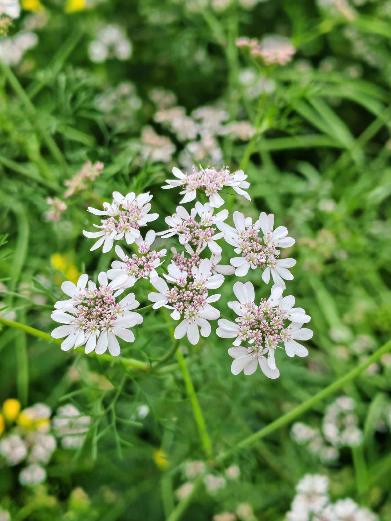 请展示你相册里野花的美油菜花田边的菜地里拍到的野花，不知道是什么花，也许是飞鸟衔