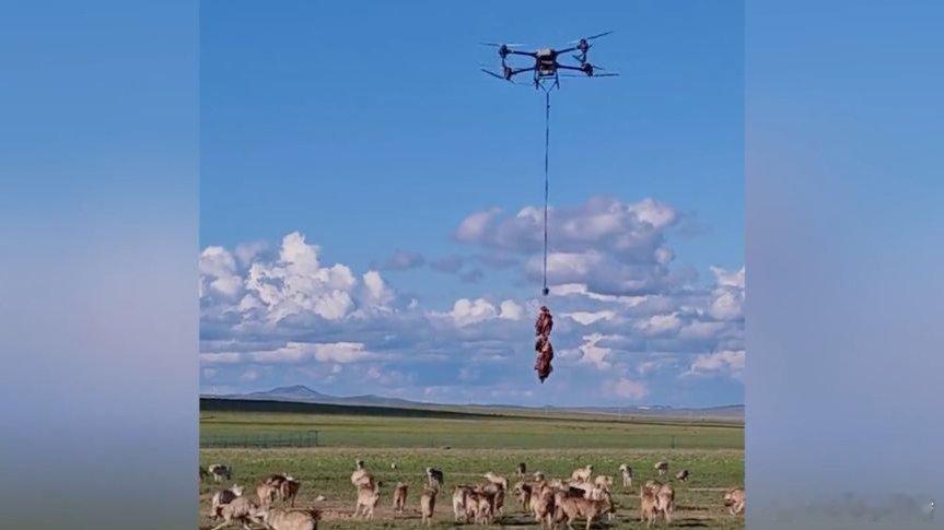 有没吃到滴.狼多肉少哇......凤凰新闻【内蒙古无人机喂狼全过程，当肉掉入狼群