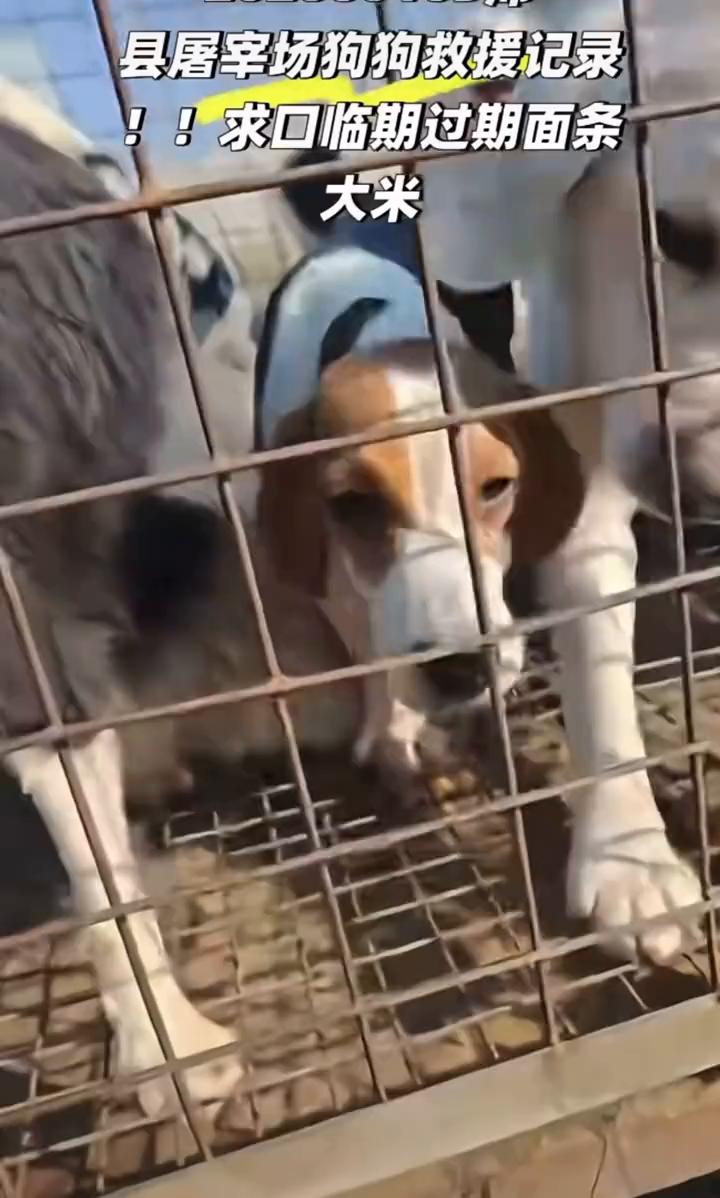 县屠宰场狗狗救援记录。
求口临期过期面条。大米。