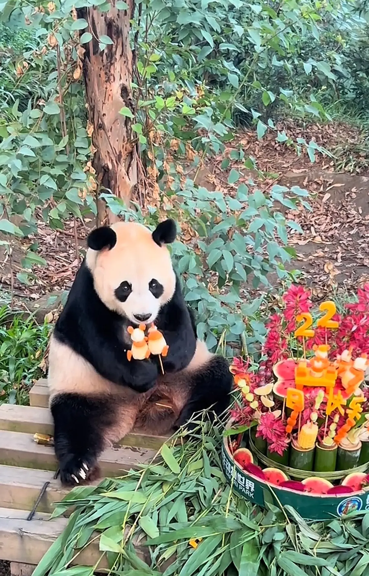祝英雄妈妈菊笑生日快乐🎂