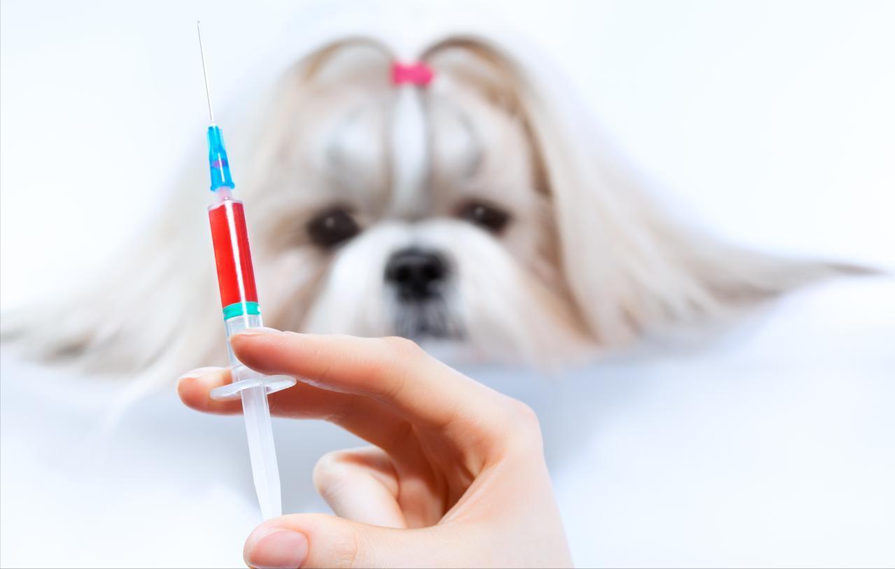 这个世上最让人后悔的事情就是被狗咬了没打狂犬疫苗，死亡率太高
看到一则新闻，湖南