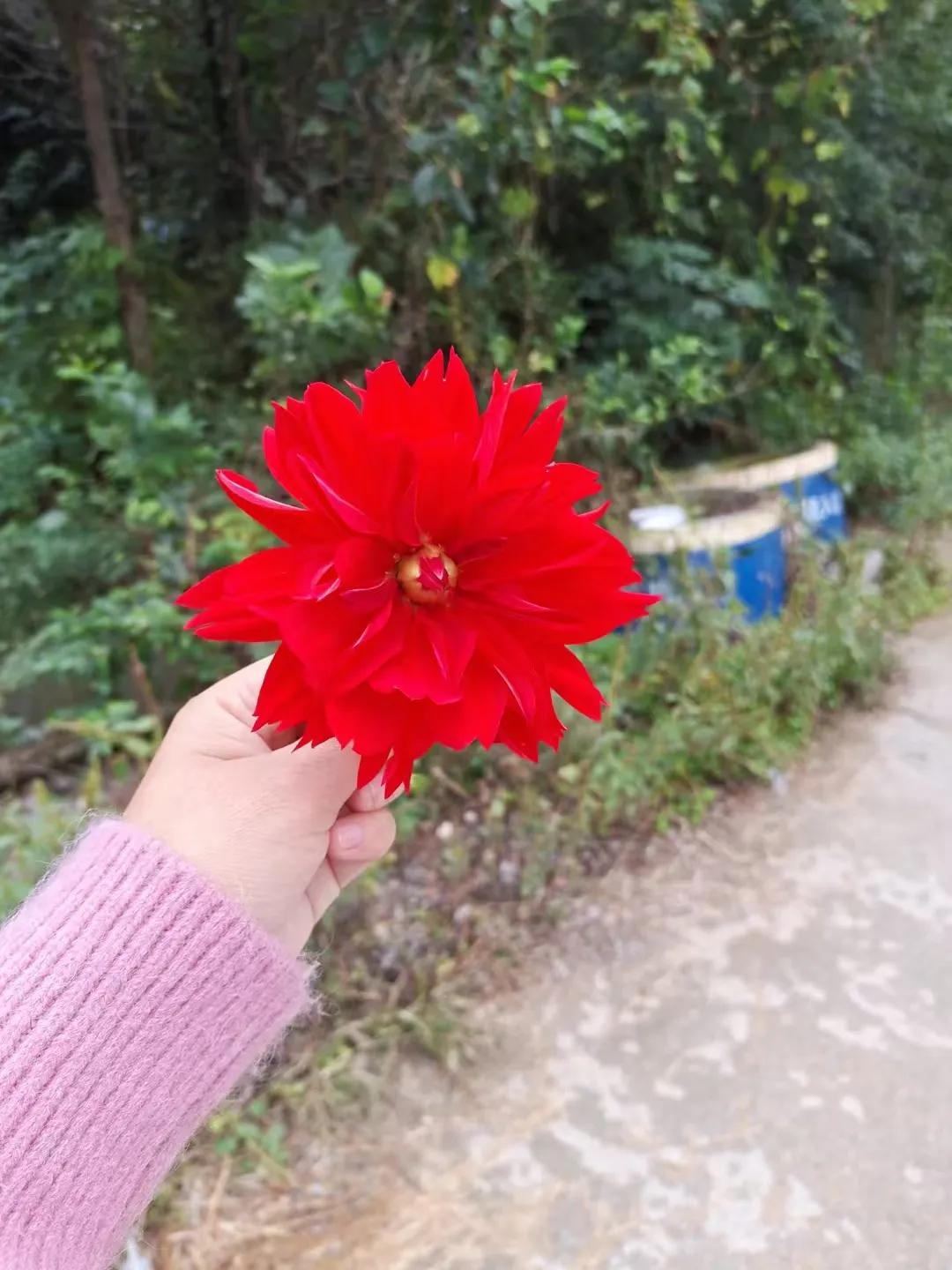 农民的根就是土地，如果一亩地给6万块钱要永久退出，坚决不会退。我大伯家土地每年租