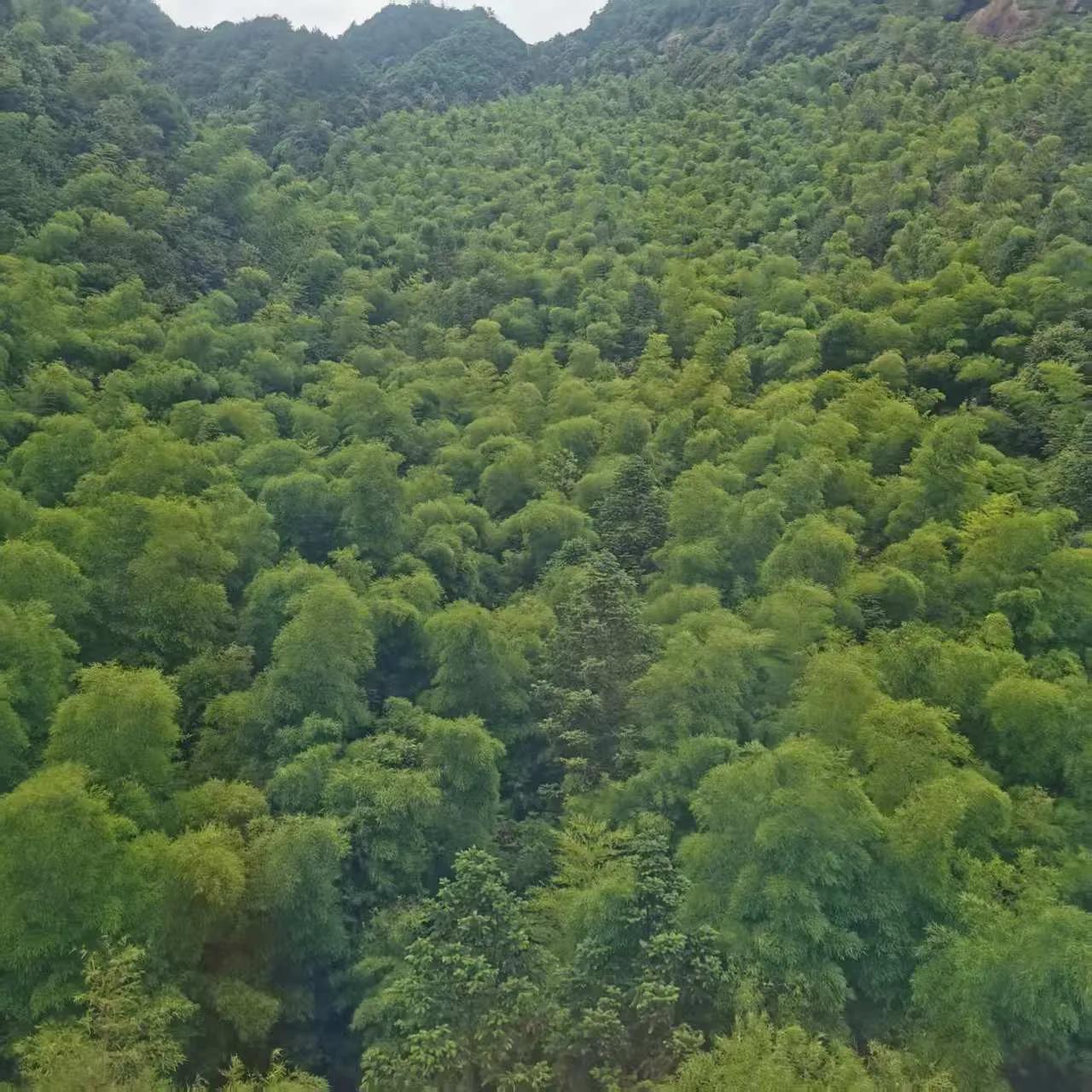 七分苍翠入山流，一捧清凉洗客愁。
染就层林舒倦眼，匀来碧水润诗喉。
烟浮远岫云光