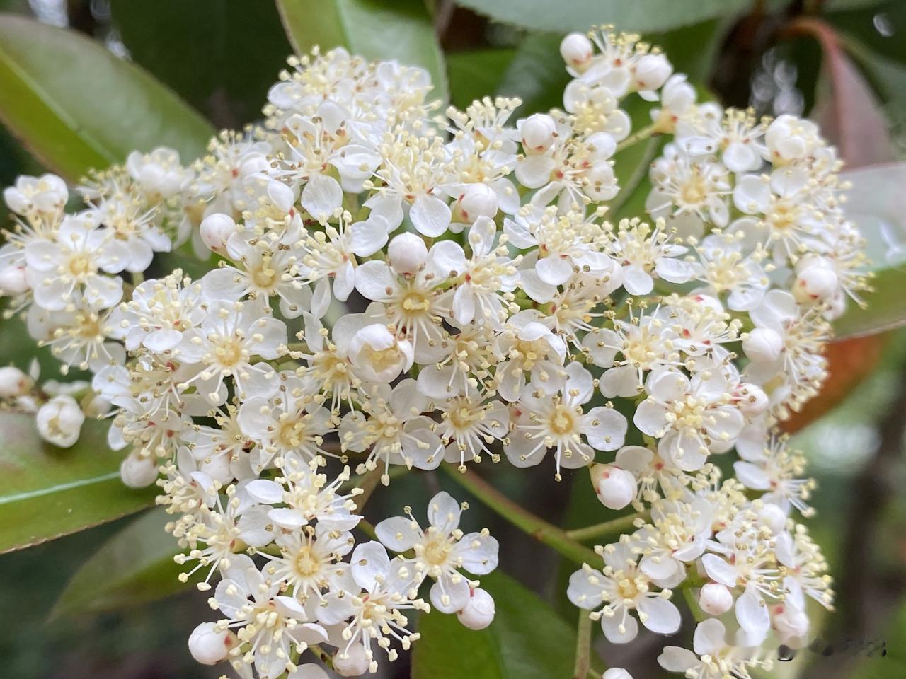 今天早上，空气中弥漫着淡淡的石楠花香，还好这几总是下雨或者阴天，石楠花香不很浓烈
