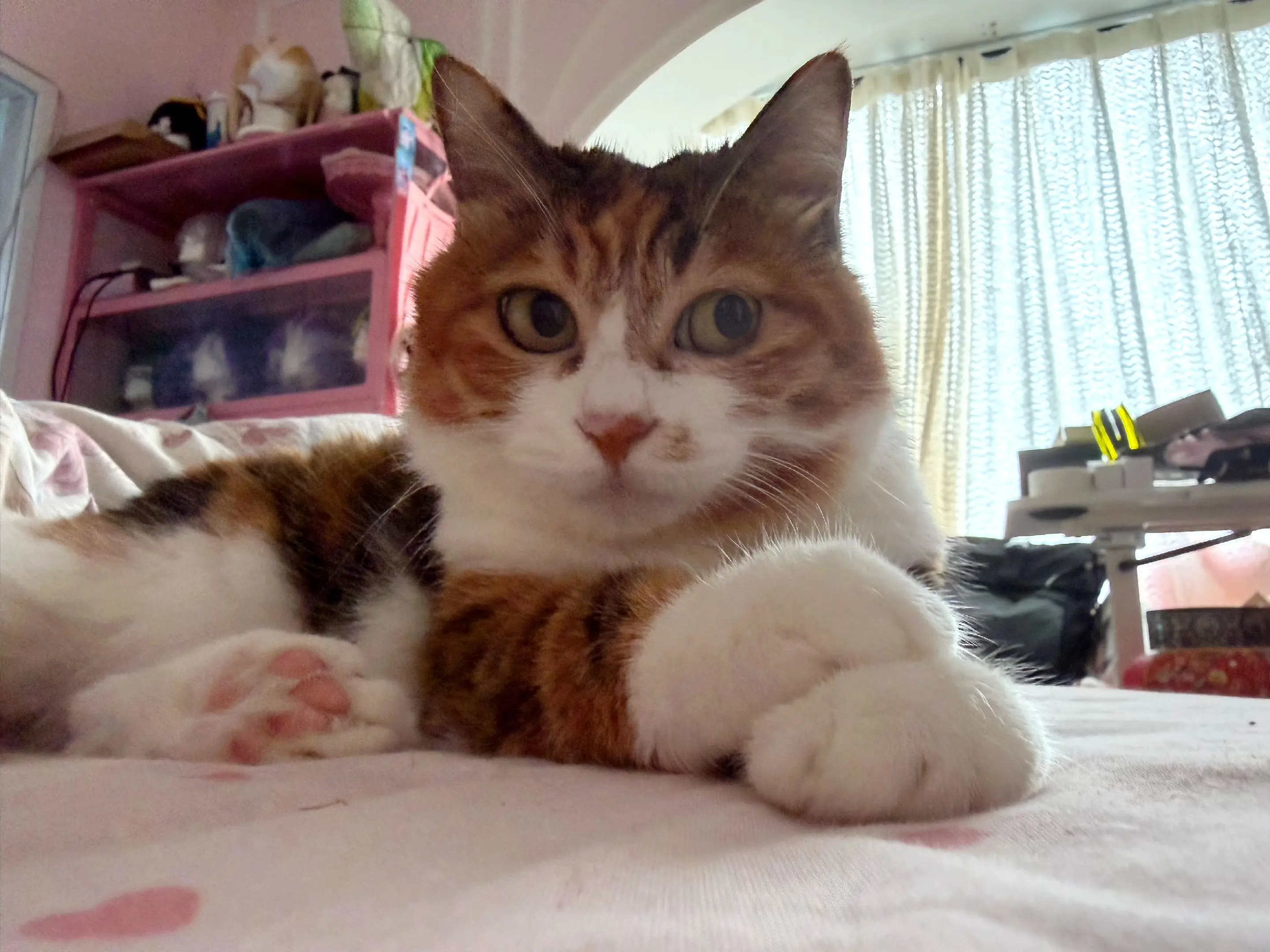 心眼子猫。