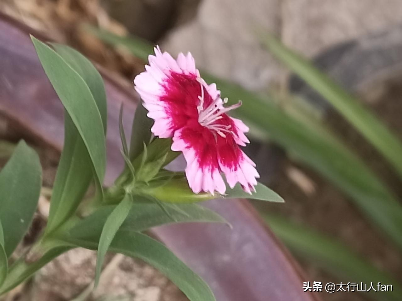 小院石竹开，自有清风来……
（图片：拍摄于2026-7-14）