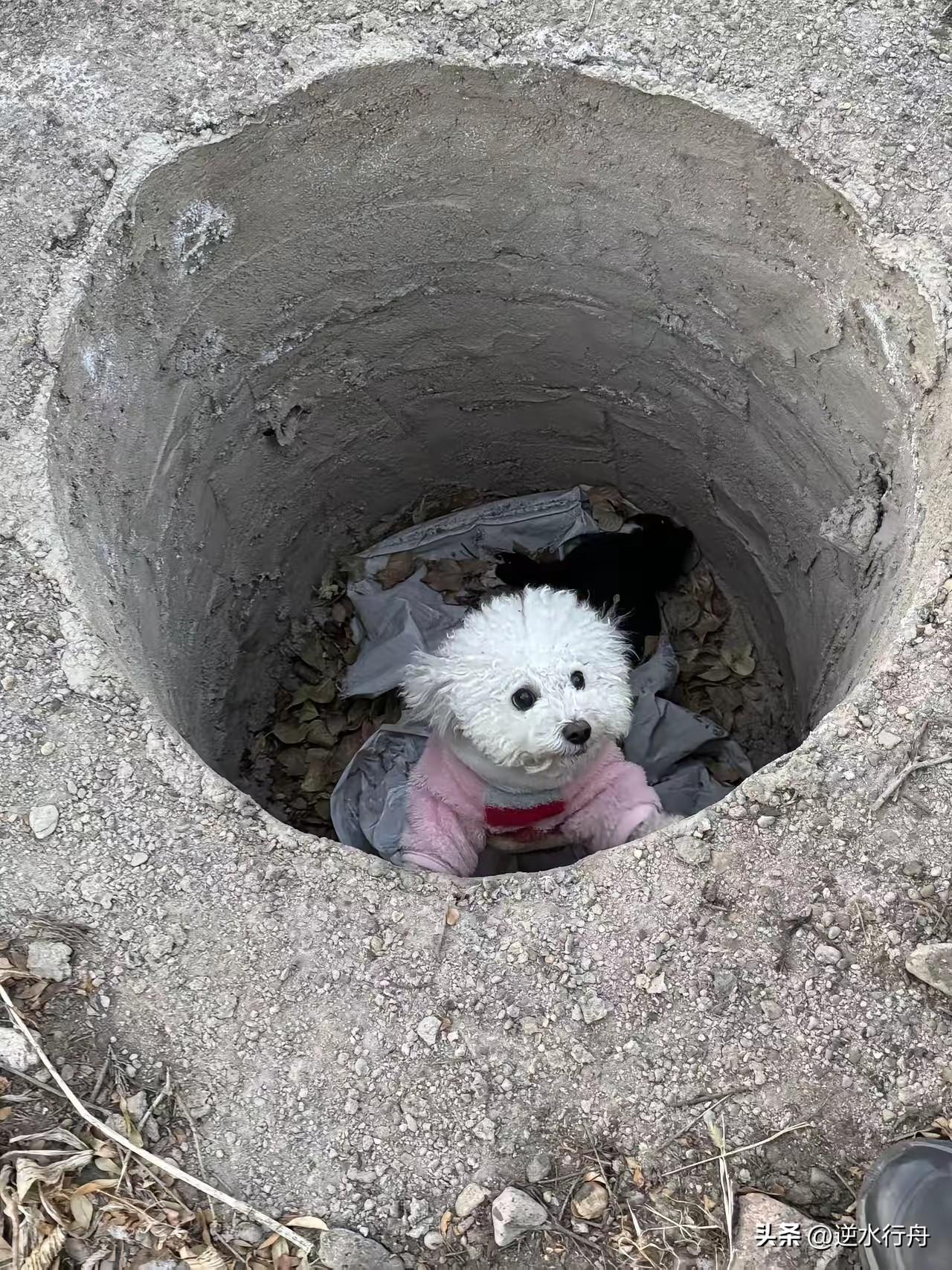 一帮孩子恶作剧把小狗丢进了废弃的坑里，小狗爬不上来急得快哭了。这只小狗可能和主人