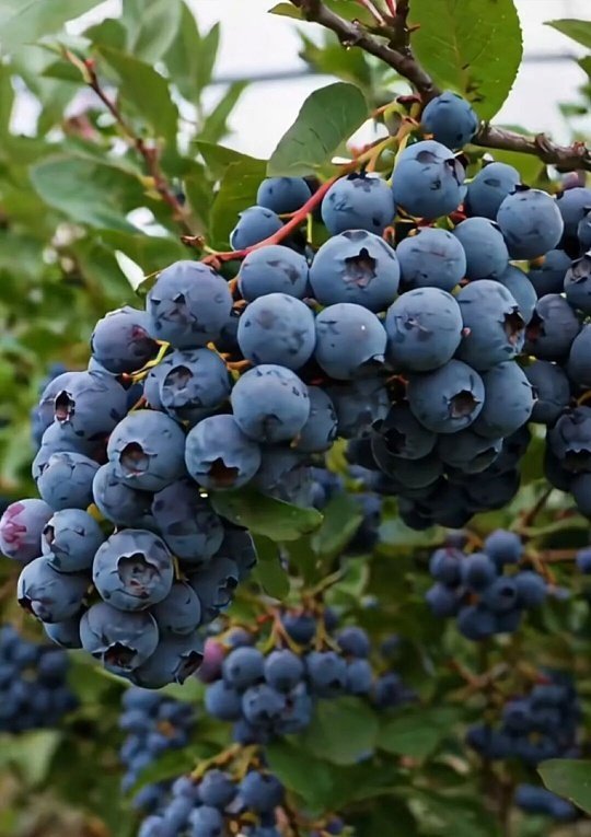 熬夜后多吃3类食物补救熬夜后可多吃三类食物帮助身体恢复，分别是蓝莓、橙子、菠菜等