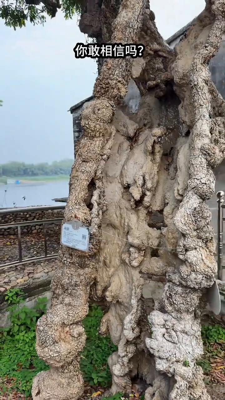 你敢相信吗？眼前这颗"没心没肺"的树可是经历800年风雨的龙眼古树。千疮百孔的肌