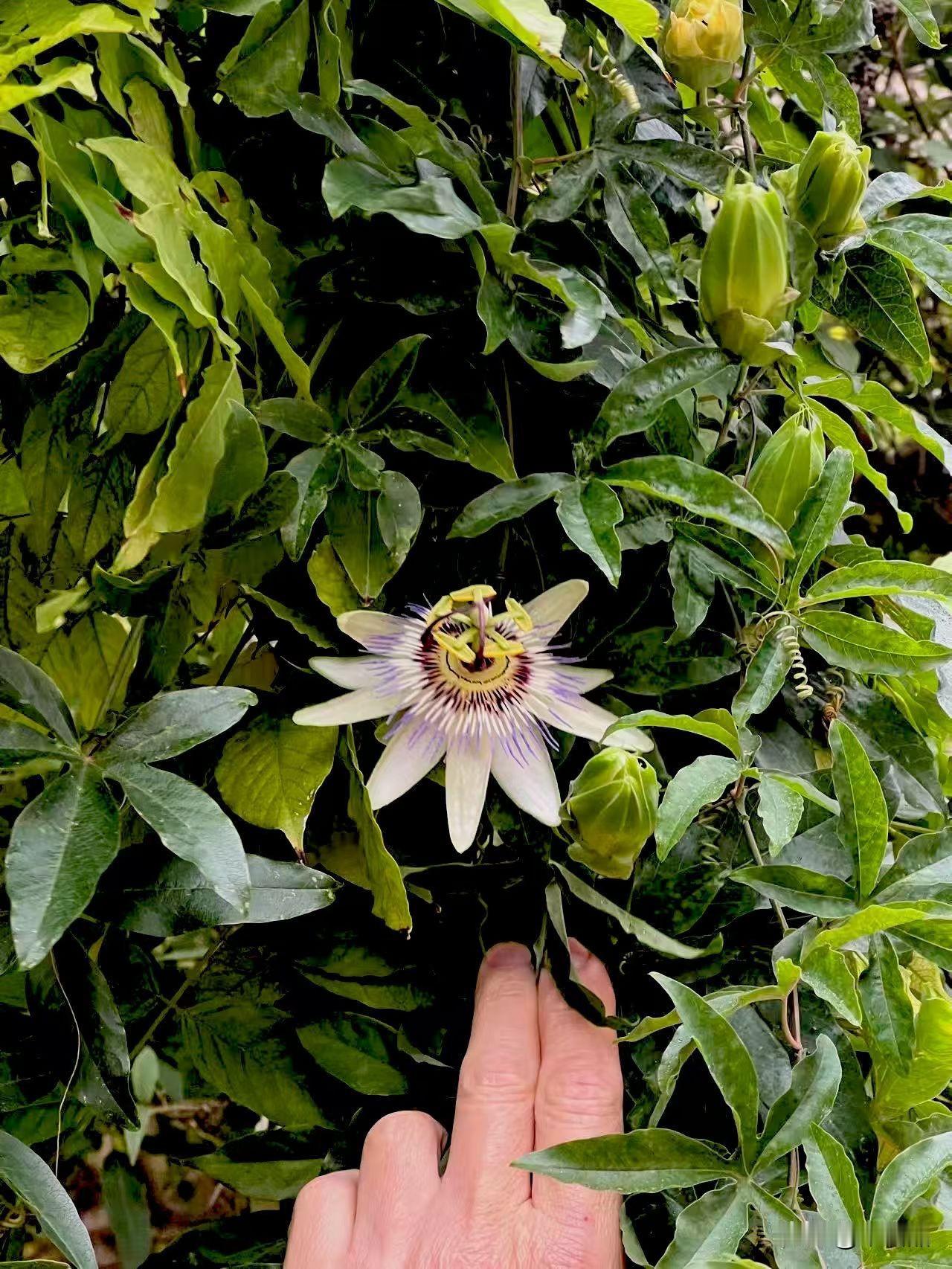百香果花：整体造型几何感拉满，兼具对称美与精巧的构造感，因此被誉为花界建筑美学代