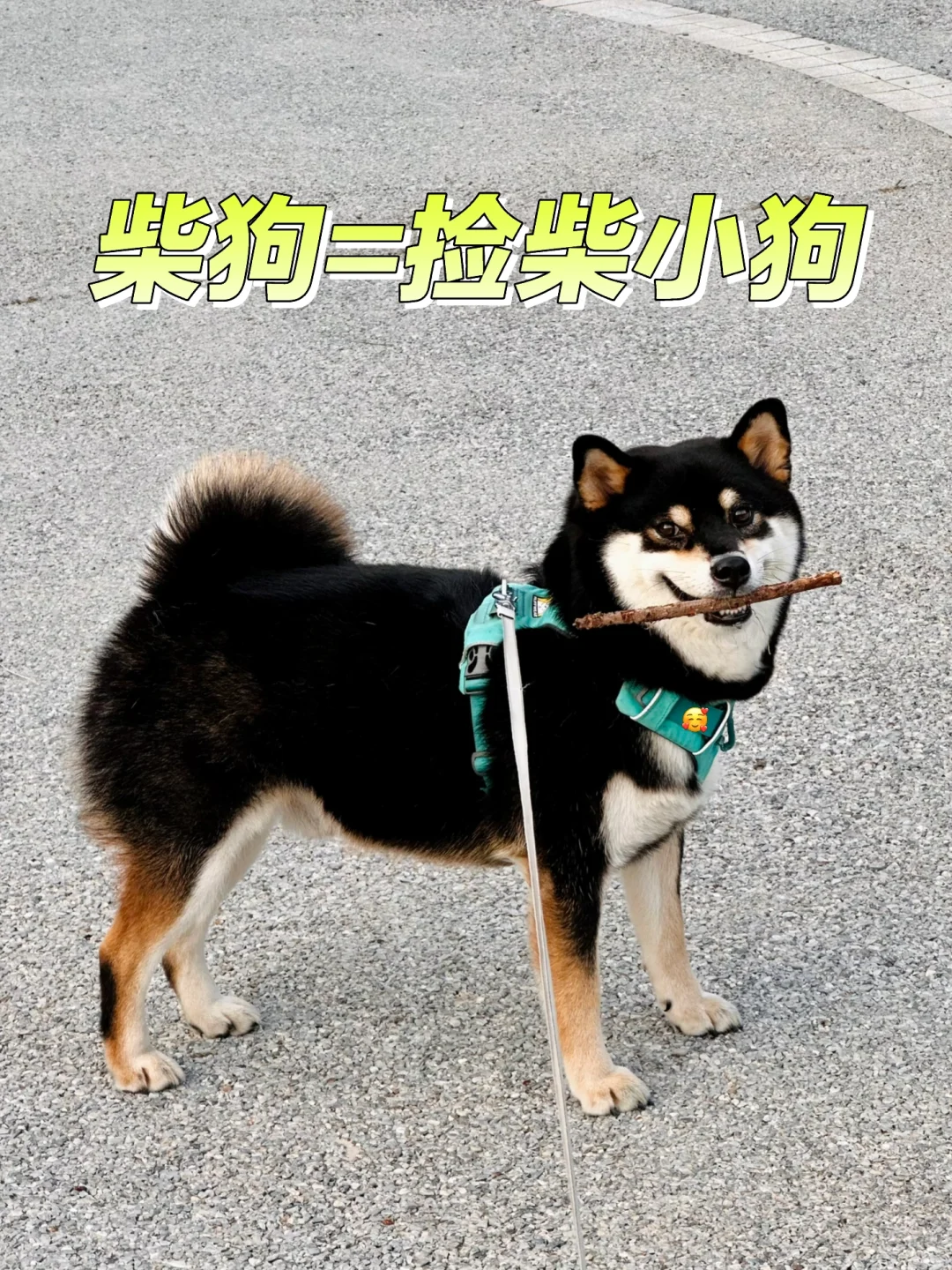 小狗捡柴养家！