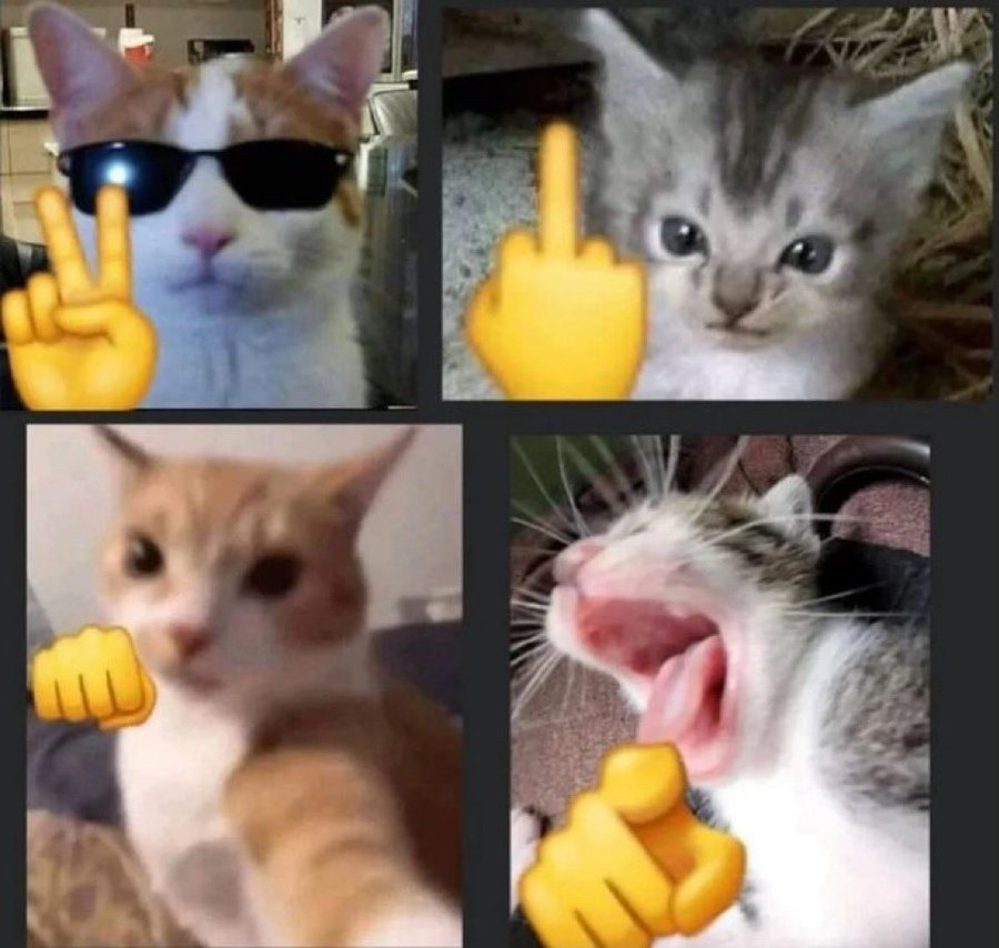i have 4 sides🐱 