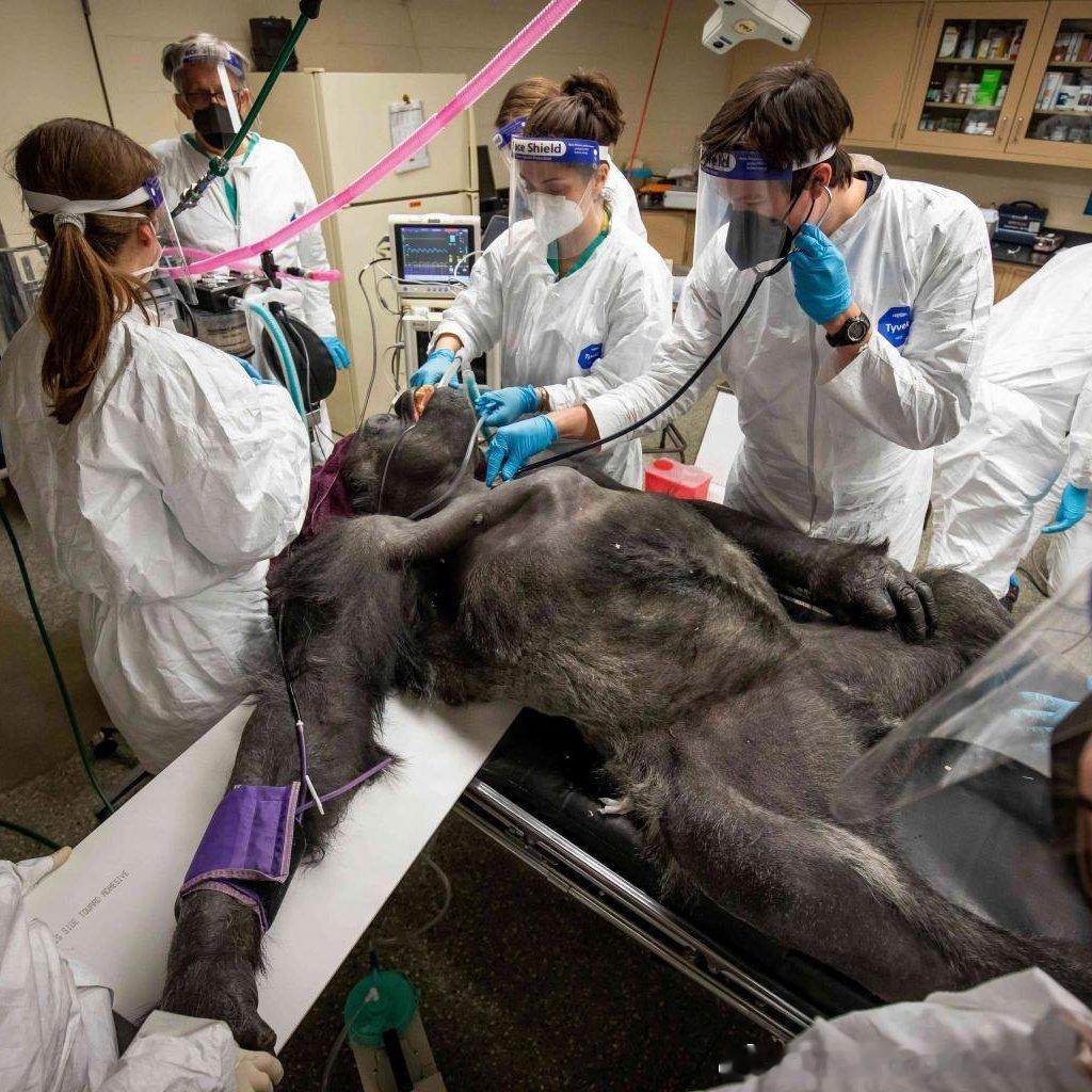 一只名叫Koga的400磅（约181公斤）西部低地大猩猩在接受常规体检时，温柔地