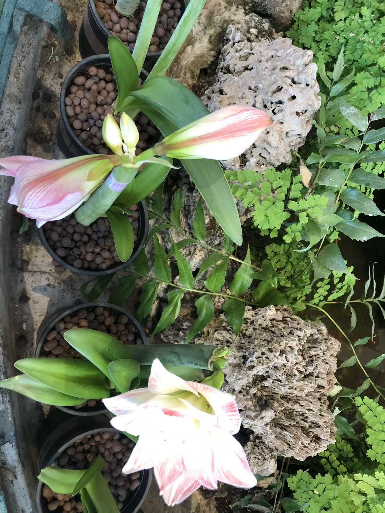 冬日生活打卡季中山公园花卉展