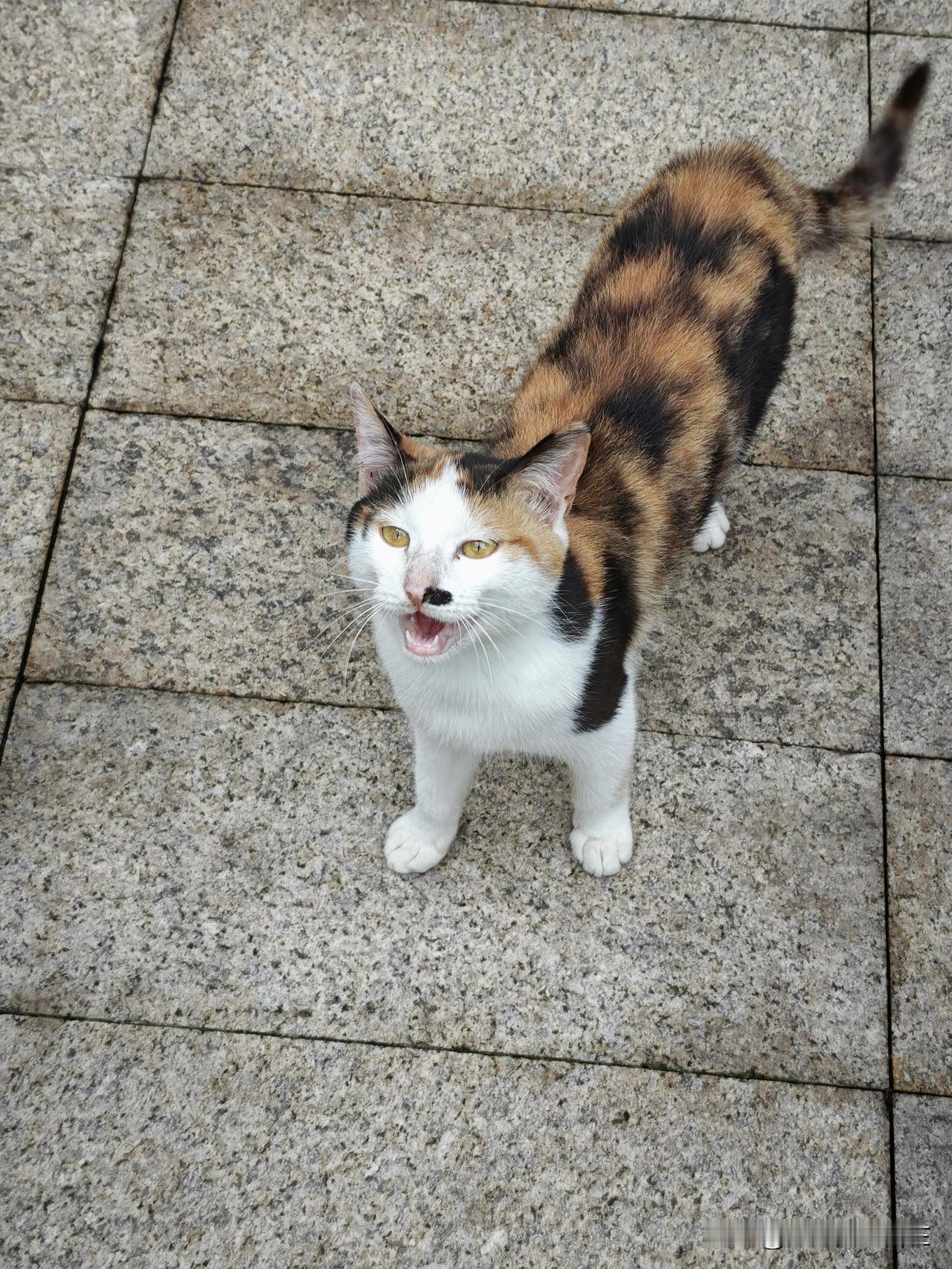 这两只可爱的猫猫，一见我就起身朝我走来，喵喵叫着。
可惜我今天没有给它们带吃的，