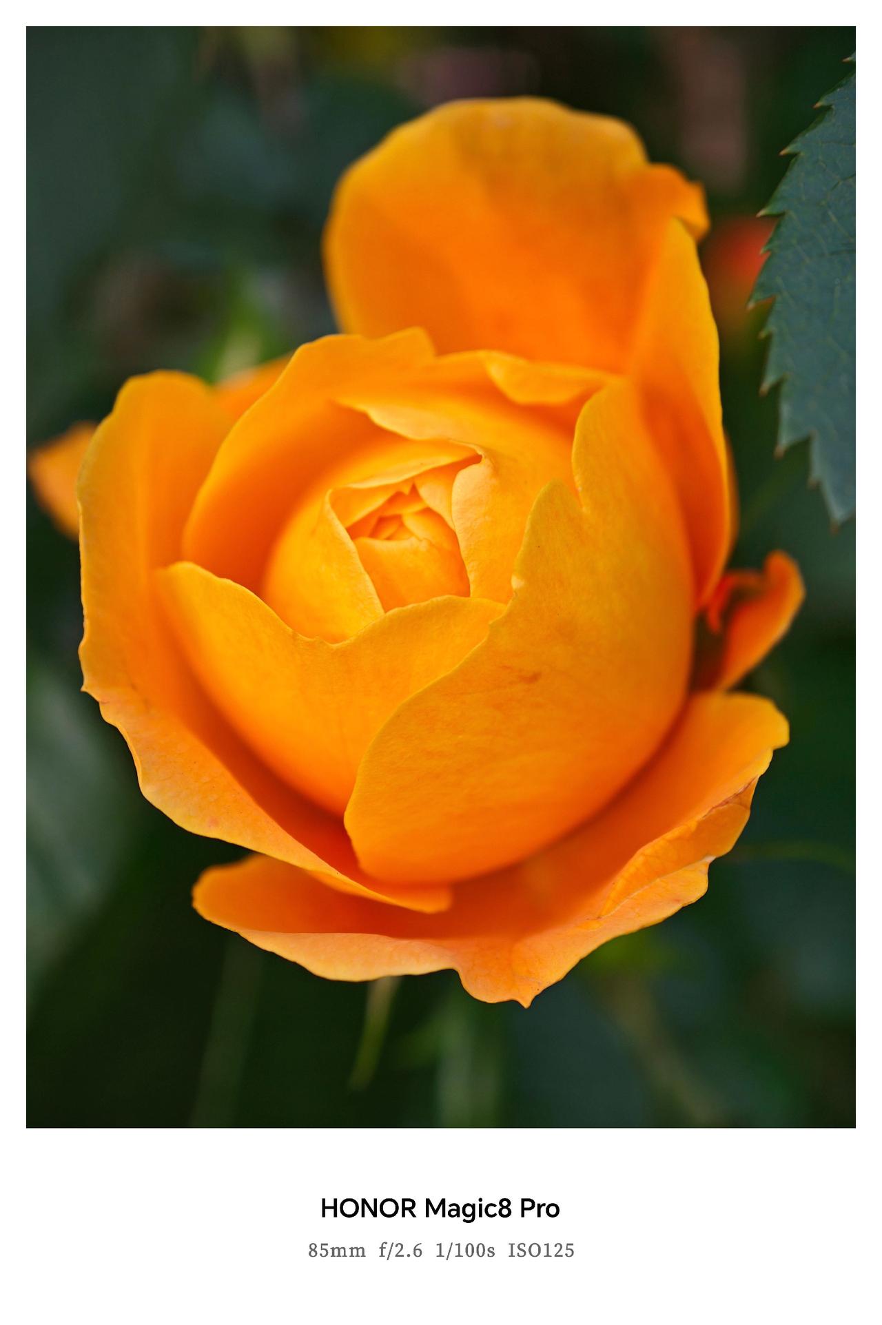 蔷薇不似玫瑰张扬，却带着柔韧的倔强，枝上小刺藏着守护的锋芒。层层叠叠的花瓣，是春