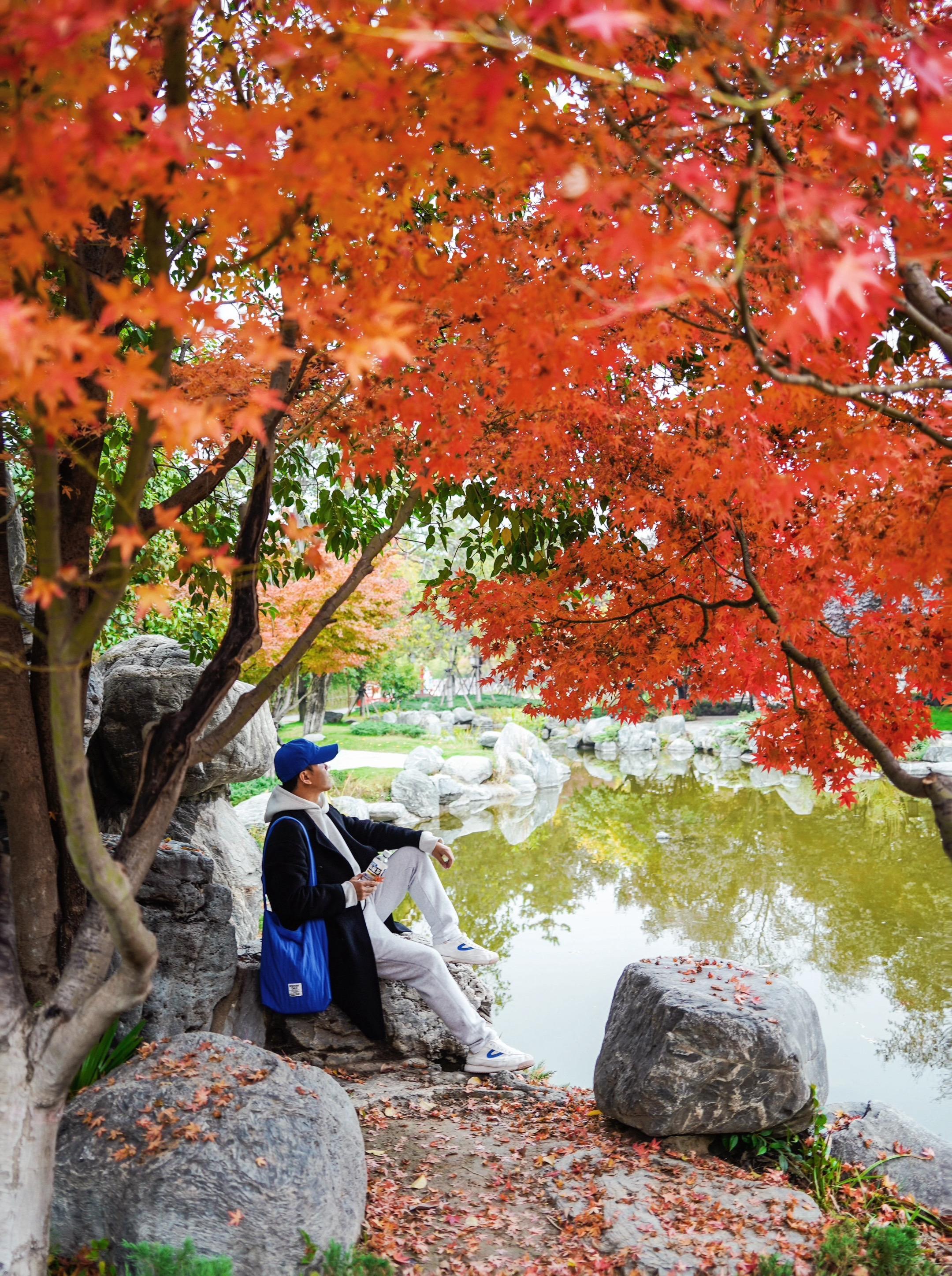 🍁西安小雁塔的秋色含金量还在提升❗️任何人不来这里我都会伤。西安小雁...