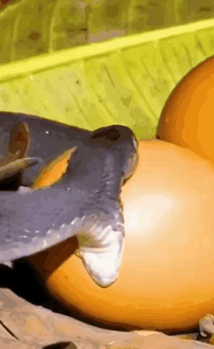 蛇是这个星球上最不可思议的生物[抠鼻][抠鼻][抠鼻]