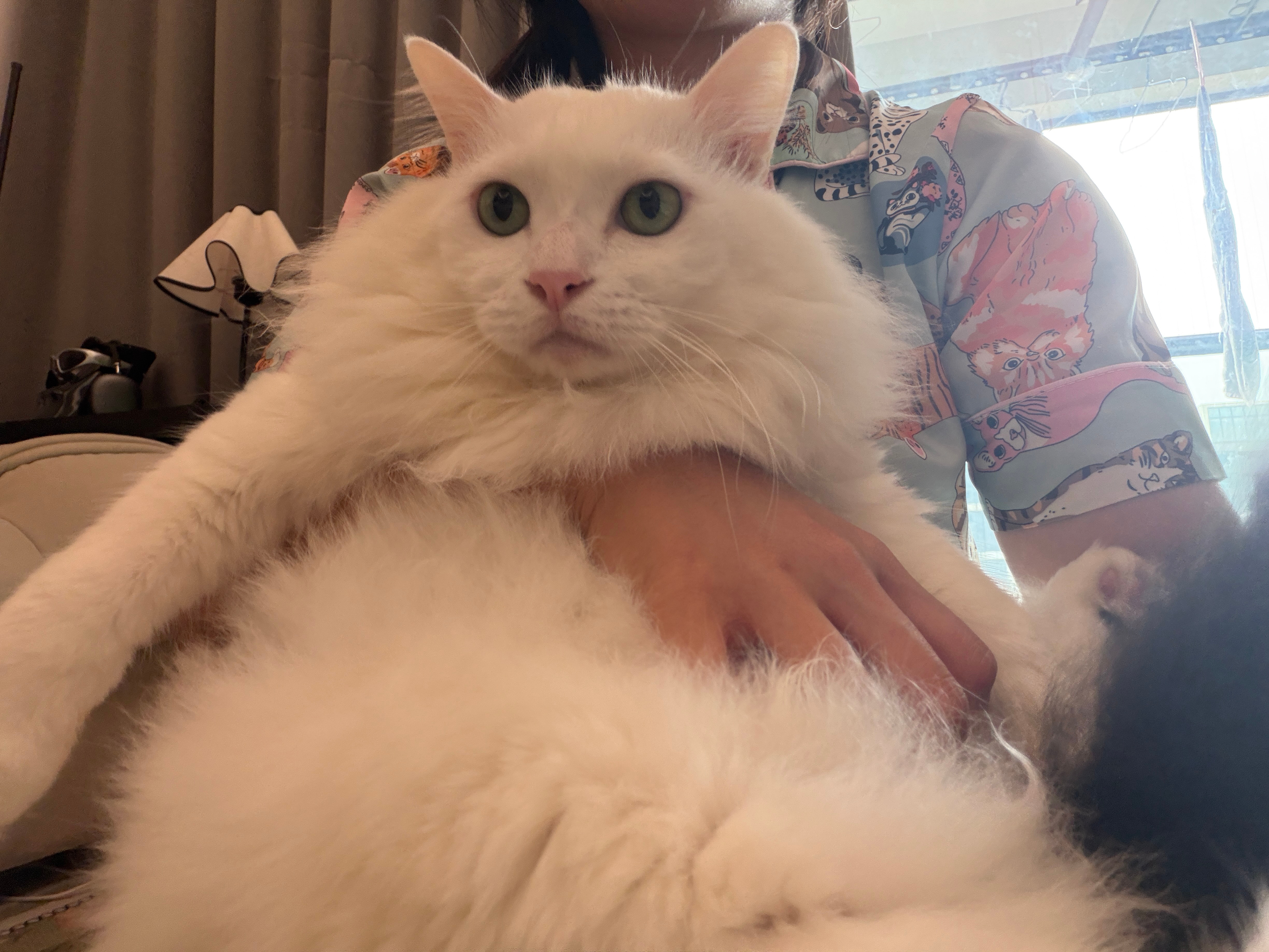 黑猫来咯咪包奇