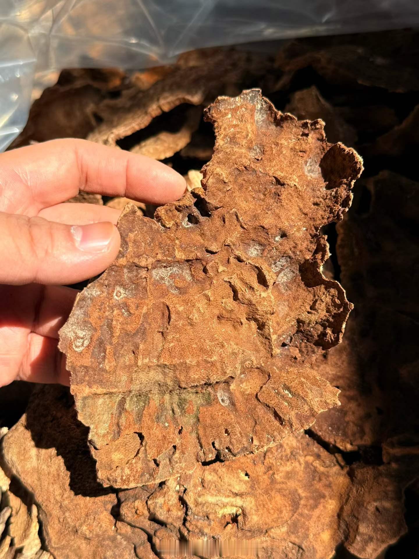 越南宁和铁头沉香（小芽庄）树种：蜜香树（Aquilaria crassna）。宁