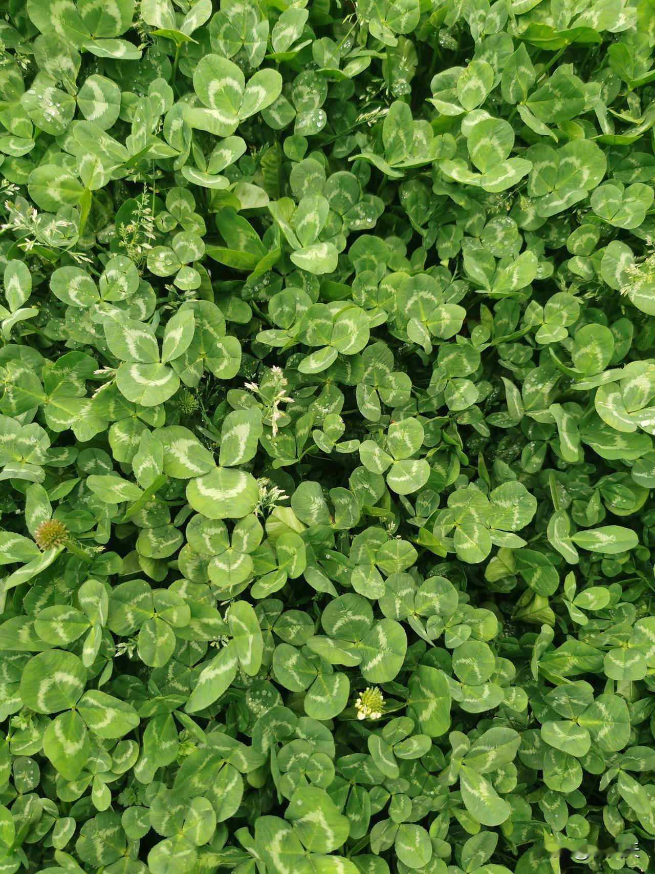 房产的神操作：想降价不敢降，就都成了顶账房，一批一批的顶账房出现，开发商轻松卖了