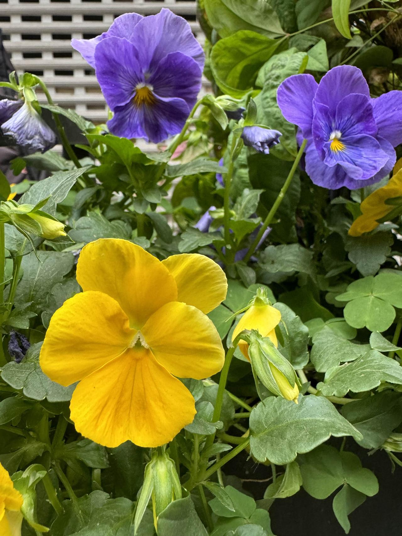 花开了。