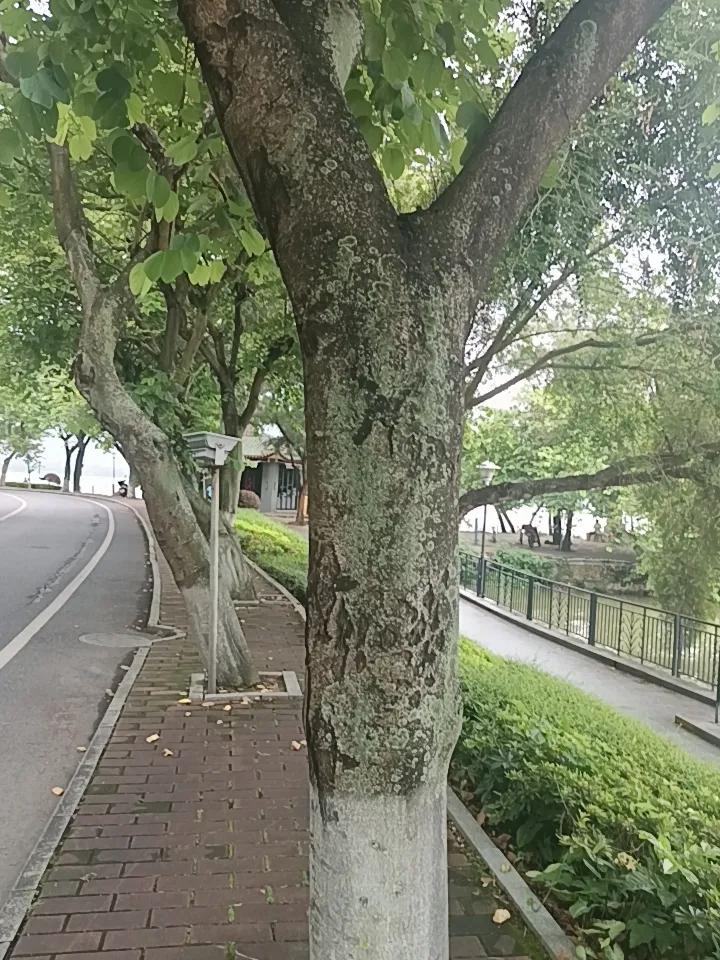 家人们谁懂啊，为什么这么多树上面长了这么多东西？这些到底是什么的？