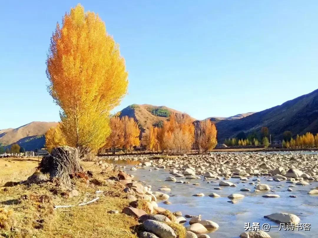 #凡间诗话# 七律秋兴八首之【八】
虫嘶乏力报秋声，红褪绿消颜色更。
曾是鹰莺枝