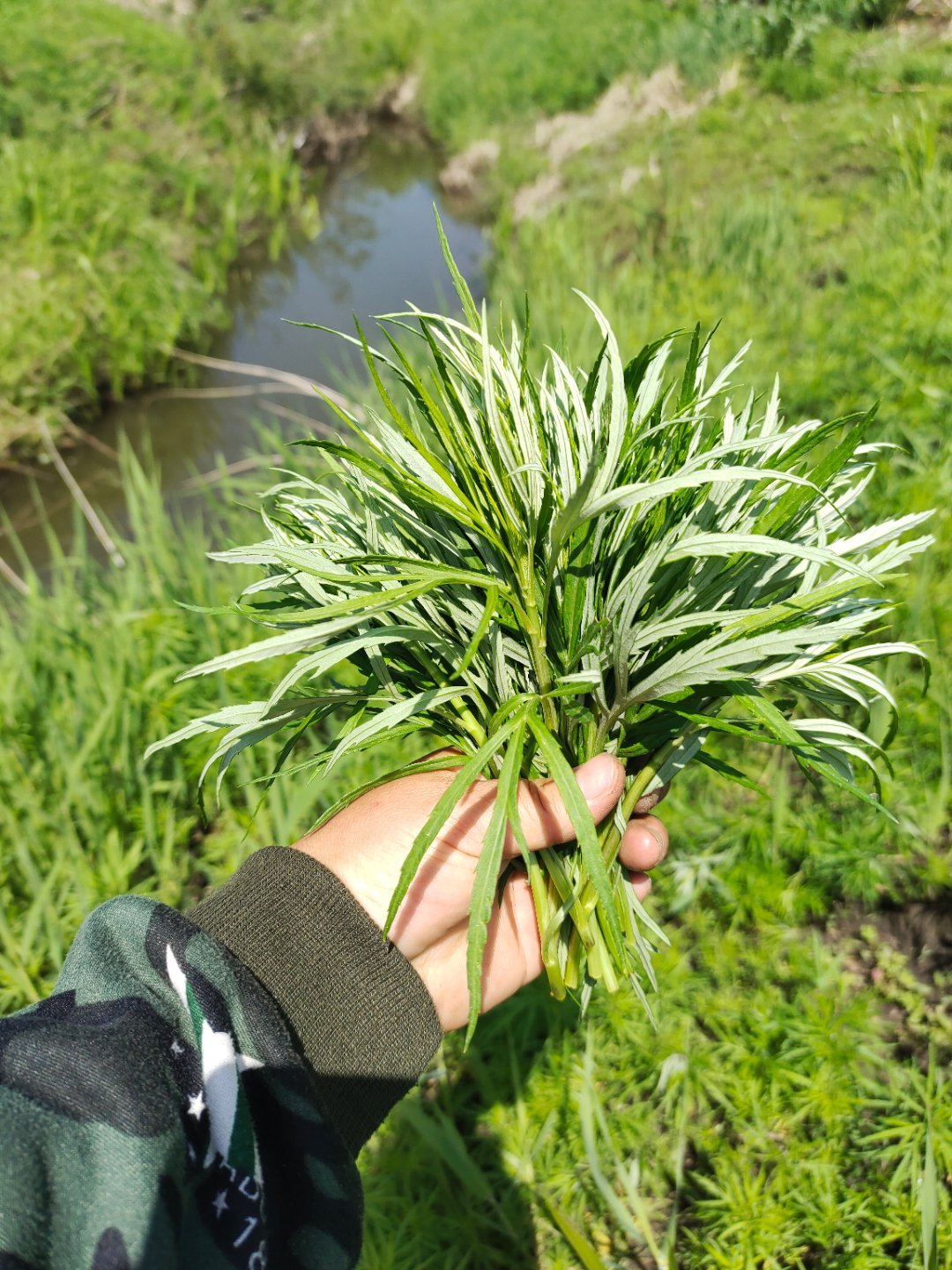 柳蒿花 