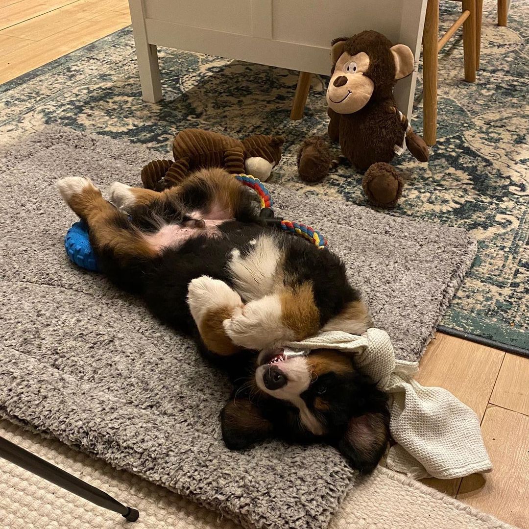 晚安🧸[抱一抱]ig：milothebernesemountaindog ​​