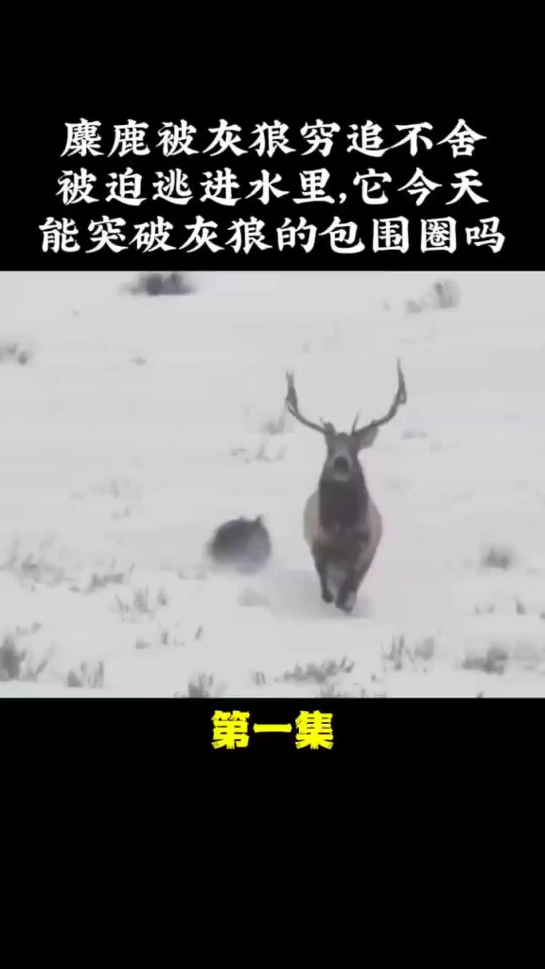 动物的迷惑行为 动物世界 野生动物零距离