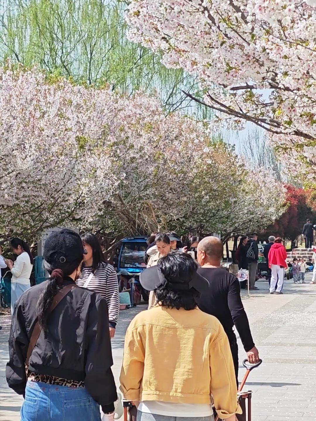 开封春日踏青封神路线！沿黄河生态廊道一路骑行🌿
道路两旁繁花盛开，碧桃粉艳、垂