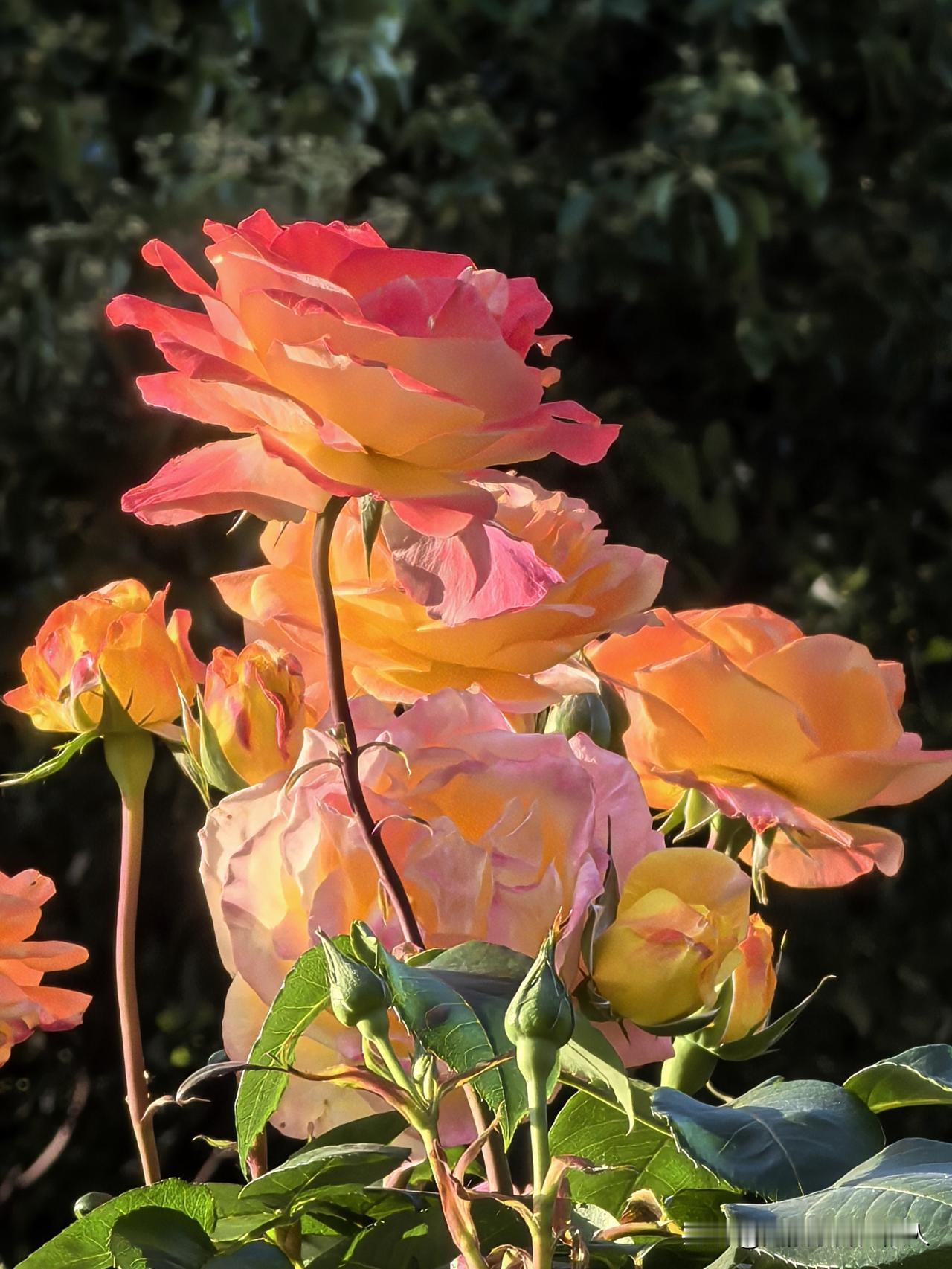 红梅公园里面月季花，感觉这里的园丁更懂游客的审美需求，无论赏花拍照还是发个呆，都