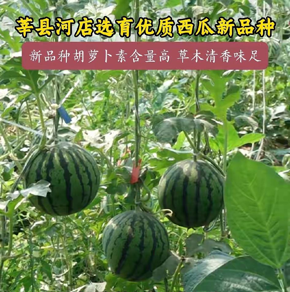 聊城市莘县河店的瓜农太会整活了！

你看这吊在藤蔓上的西瓜，绿皮黄瓤像个小灯笼，