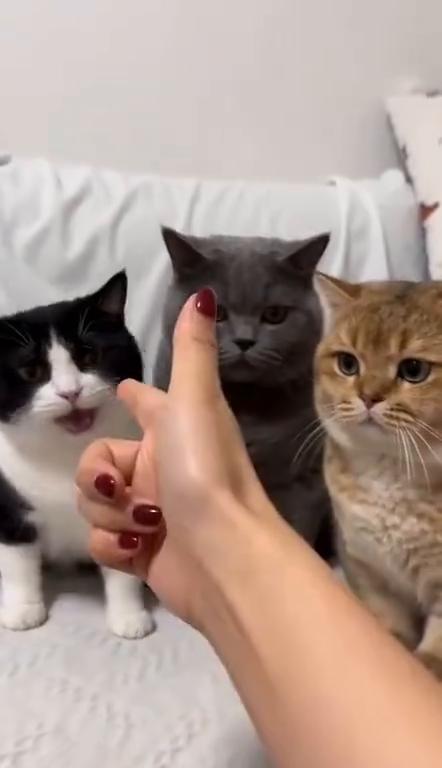 你不配合，今晚罐罐就都给它俩吃了。