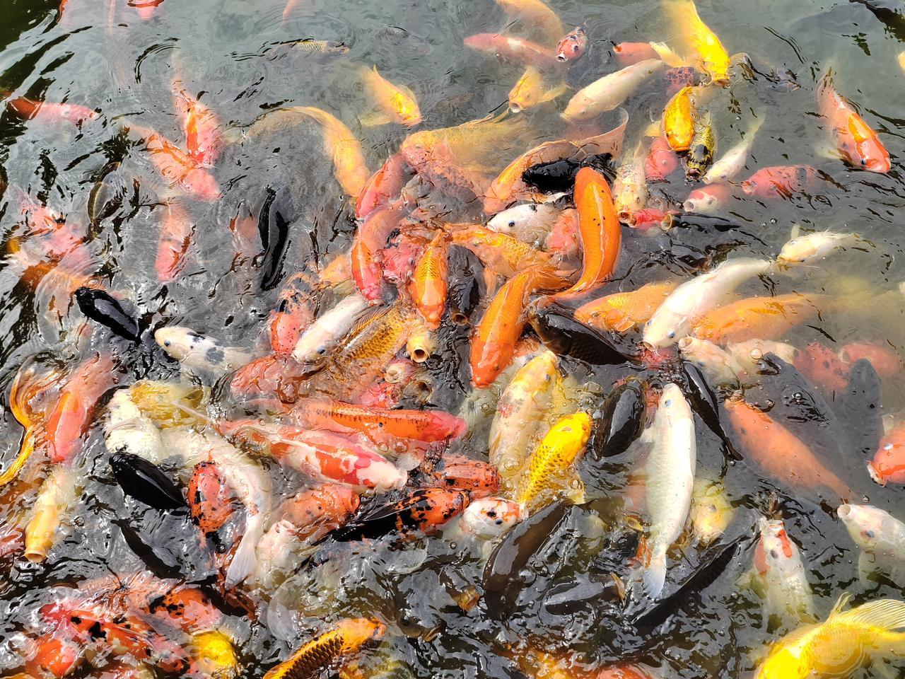 一池锦鲤，满池生机。它们簇拥着游弋，红橙黄白黑，每一抹色彩都漾着粼粼波光，仿佛把