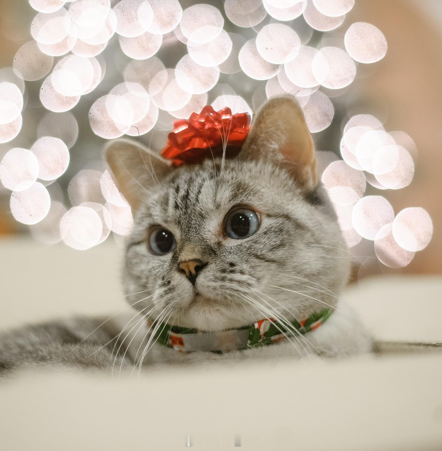 圣诞节快乐呀🎄[憧憬][憧憬][憧憬] 