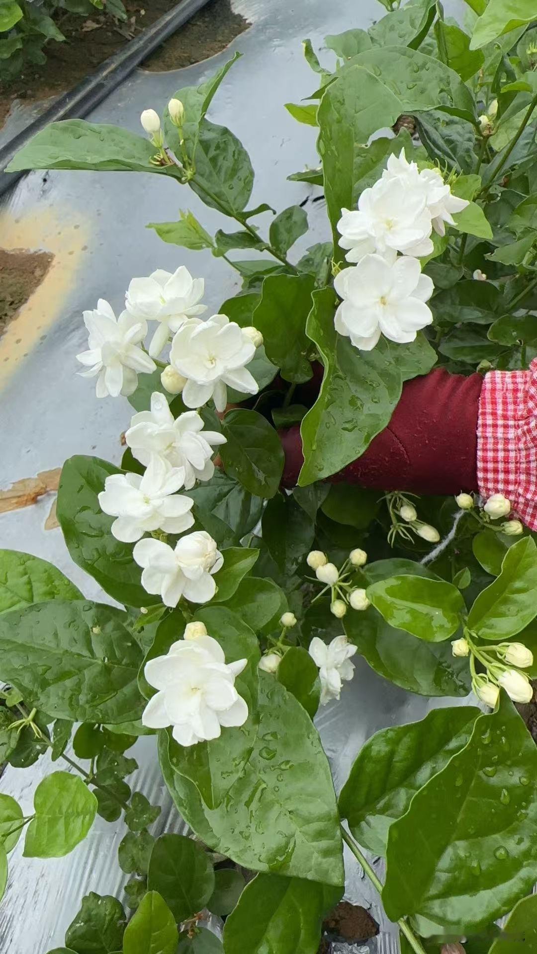 茉莉花到底是热性还是凉性?