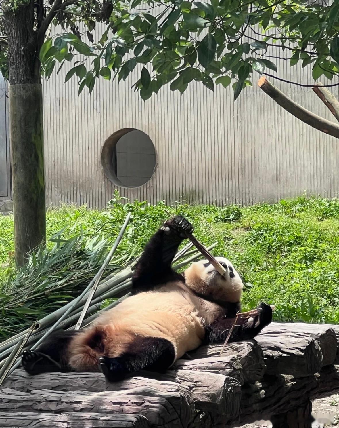 #福宝# 超绝松弛感小熊 ​​​