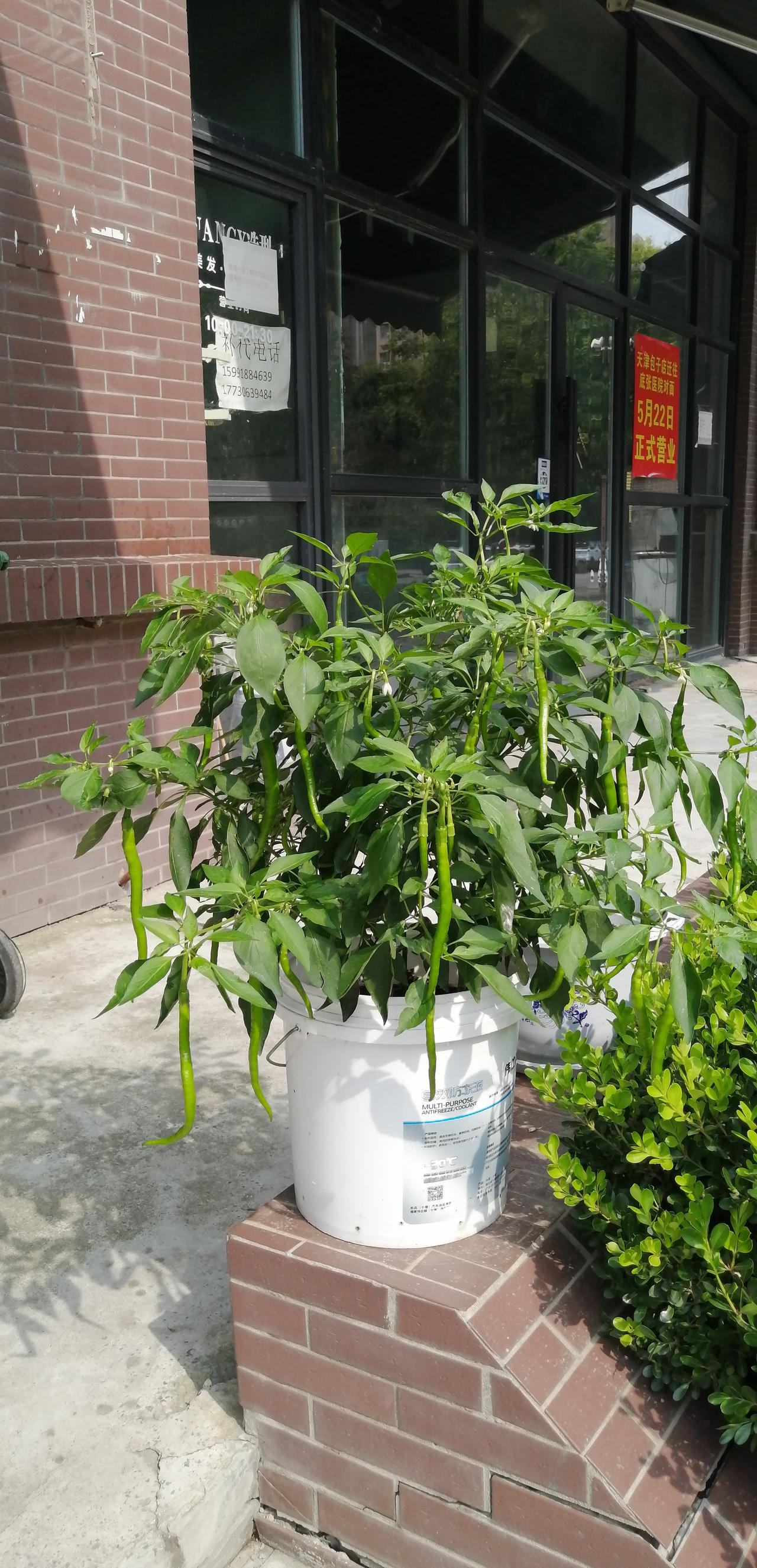 晒图笔记大赛一盆辣椒，顶上半分地长的辣椒。