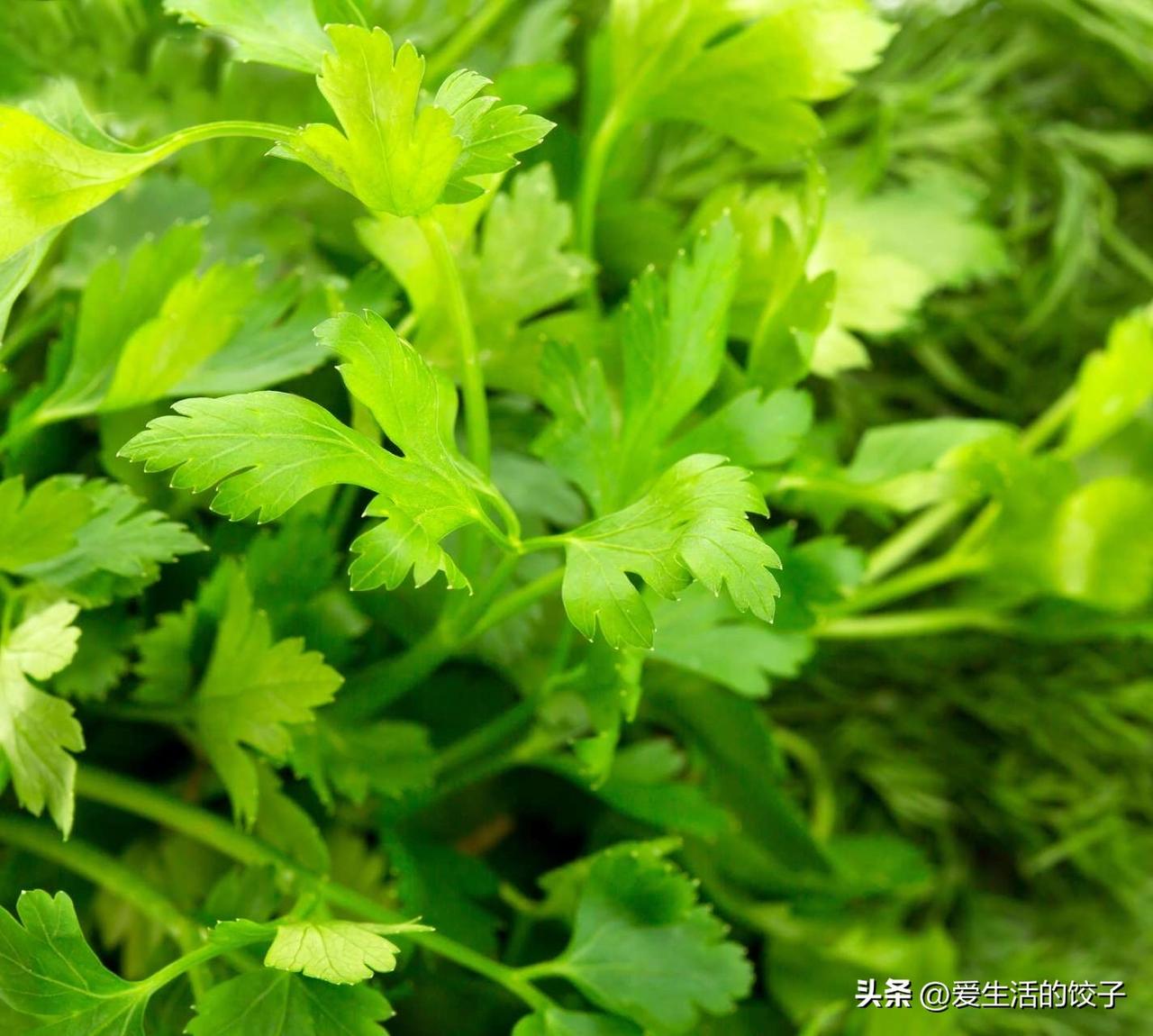 芹菜叶子，你们都吃吗？

我是捡着不太老的叶子吃，泡一泡，然后炒一下水凉拌吃。