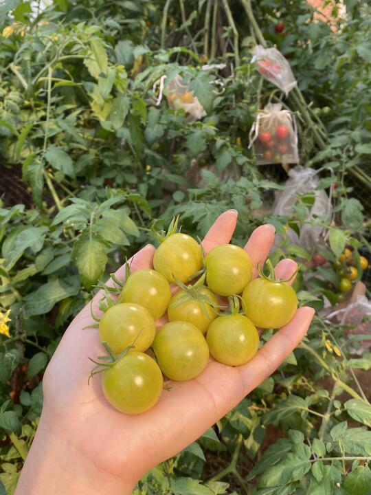 我居然能把番茄种成“阳光玫瑰葡萄”哈哈哈