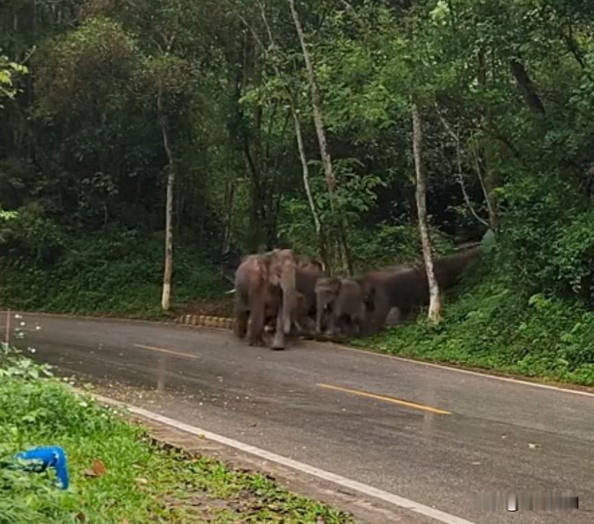 印度男子和8头野象自拍被踩死

印度男子的致命自拍： 这是一个悲剧性的“奇葩”事