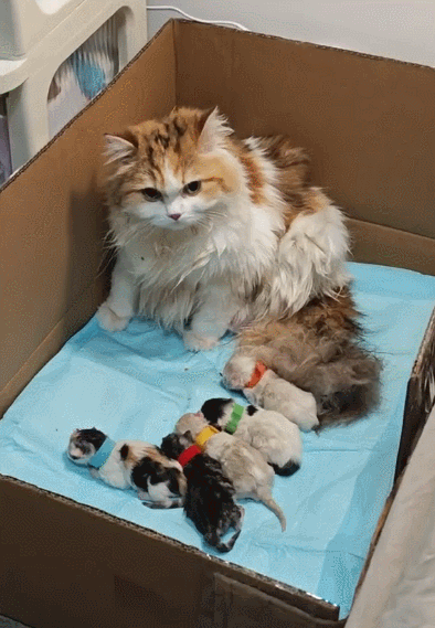 坚强的猫妈妈生了五个小宝宝～