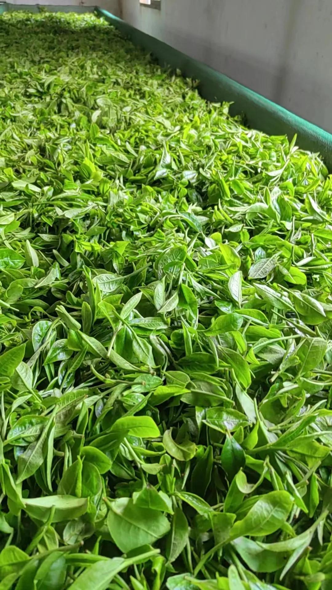 
寒露英九，采摘的鲜叶特别鲜嫩清香