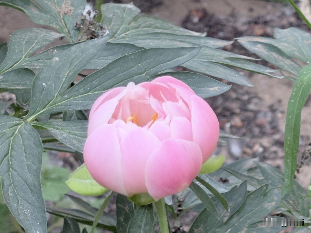 生活感悟：友友们，此时，无论你身处何处，慢慢地过日子才是幸福。

年纪越来越大，