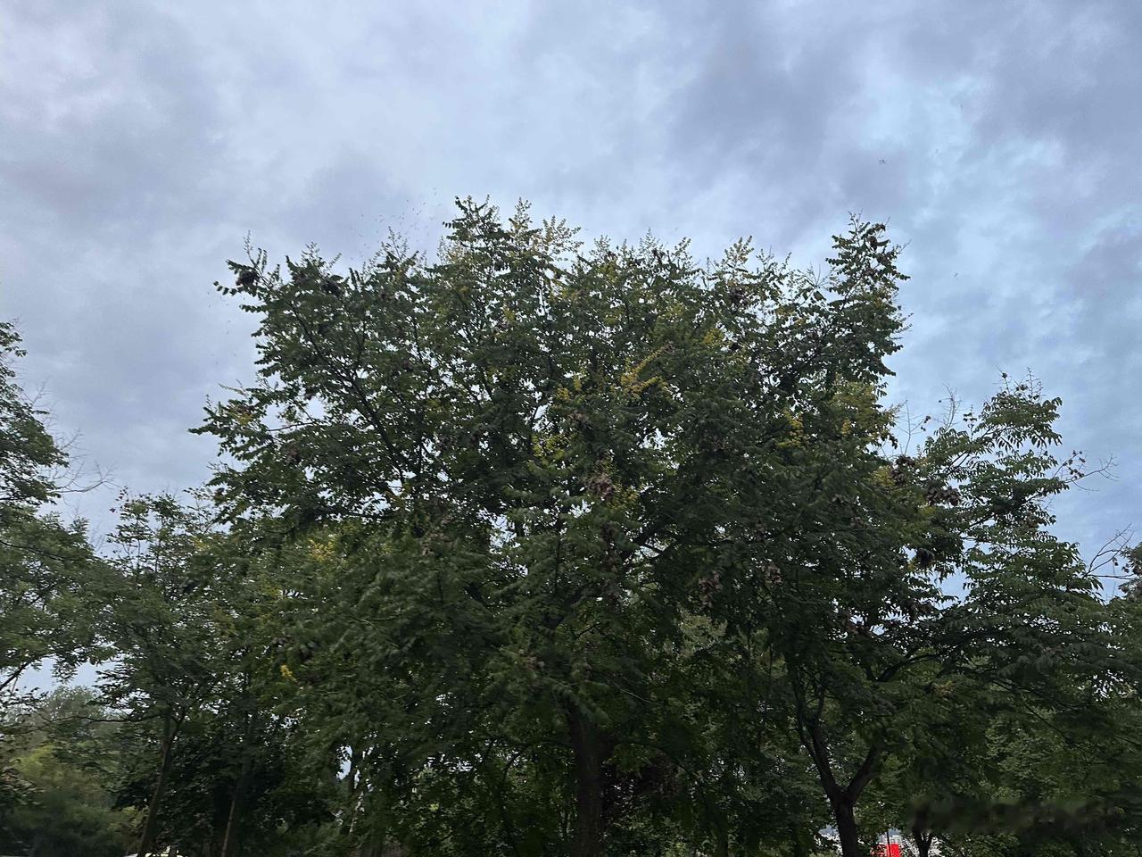 八月至，假期过半。
木槿花正在盛开，傍晚在黄河边散步时，第一次感觉到了凉意，定睛